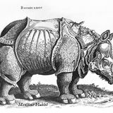 Rhinoceros by Monsieur Hublot