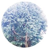 Clean White Space Podcast o42 - Cleanwhite Tigah