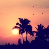 Sunset Companion