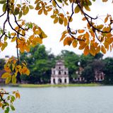 Sắc vàng cây cơm nguội