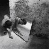 A glance into the broken mirror Vol. XXII