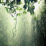 Relajación con Sonidos Naturales de Lluvia