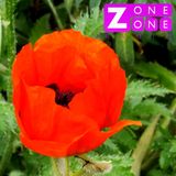 #CommunityProfile with Sheila Smith - Allotments -- @z1radio
