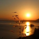 George Livanos Podcast " Sesual Sunset "