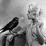 Why do the birds attack?