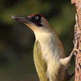 Grünspecht, Bird of the year 2014