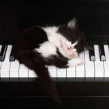 NAMUANI - Kitty Cat