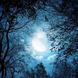 Alby Man Mix Forest 22-05-2015