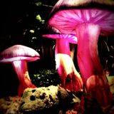 Tom Select - Will I make it to Ozora and eat some mushrooms yes?