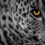 leopard mood !!!