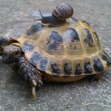 SLOW By Amable