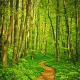 Get lost in the forest