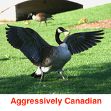 Aggressively Canadian (Canada Day 2015 Mix)