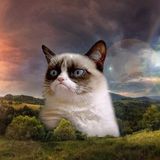 Citty Kat part 3 (The Remainder)