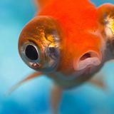 Bloop Bloop