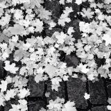 Hämeenpuisto Special - 2014-10-10