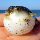 Poisonous Fish