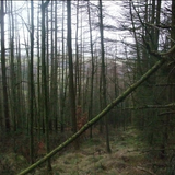 Trees = Good