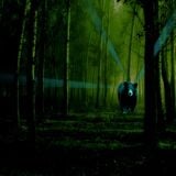 The Bears Psyche-Synth Bass Forest