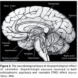 nucleus accumbens