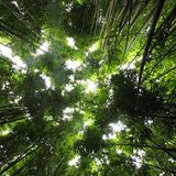 Sun Araw "Glowing Green"