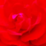 'The Answer To Each Is The Same. Only Love.' Mix Nov 2014