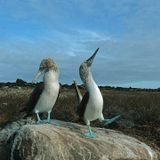 Blue-footed Booby (Zack Christ - Mister Tweeks - Dizz1 - Cashmere Cat - Pearson Sound)
