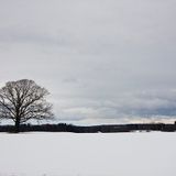 Winter Lamantin Mix (2012)