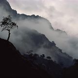 FAUR - Carpathian Mist