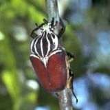 Your Favorite Bugs