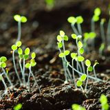 Shipulin - Sprout mix