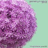 Geometry In Nature - June 2013 part 2