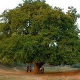 THE KING AND TAMARIND DRUM