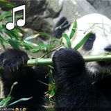 I GOT THE FLUTE - SOUL FLUTE, BLUES FLUTE, JAZZ FLUTE, PSYCH FLUTE, AND OTHER FLUTES TOO