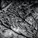 Shake The Snow - dcs30 - 12/26/2009