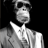 The Lo-Fi Swinger Monkey