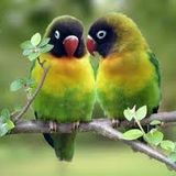 Lovebirds