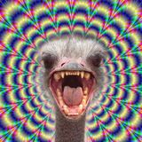 PsyBreaks