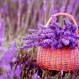 Aporeia #37: LAVENDER returns