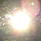 Surrender To The Sun