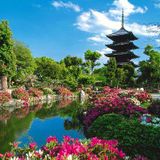 Sounds in Bloom