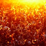 AUTUMN 2015 MIX