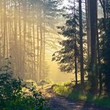 Lost in Chillwoods ep02