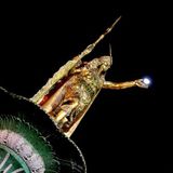 INKA NATION (ORIGINAL MIX) JON ARAGON AND CHAKIRA WINDS