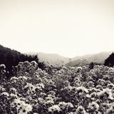 Kit Mix #66 // Rural Colours