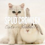 Cats n Rabbits