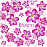 Bloem 2006