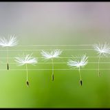 Dj MafRoy- falling in spring (favorite mix)