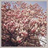 Spring Day