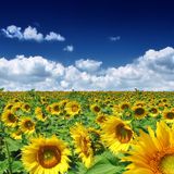 djLord - The Summer's End ( light dance mix 01.09.2011)